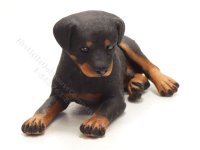 Miniature Adult Male Rottweiler by Karl Blindheim (image for) Miniature Adult Male Rottweiler by Karl Blindheim