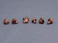 Miniature Mushrooms by Holly Kulp (1pc) (image for) Miniature Mushrooms by Holly Kulp (1pc)