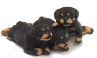 Miniature Rottweiler 3 Puppy Litter by Karl Blindheim (image for) Miniature Rottweiler 3 Puppy Litter by Karl Blindheim