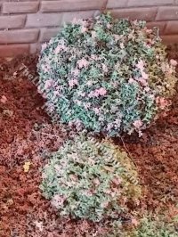 Miniature 3/4 inch Pink Mound Bush (5 pcs) for Dollhouses (image for) Miniature 3/4 inch Pink Mound Bush (5 pcs) for Dollhouses