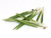 Miniature Green Onion Stalk (image for) Miniature Green Onion Stalk