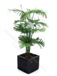 Miniature Potted Parlour Palm by Mini Creations by Judy (image for) Miniature Potted Parlour Palm by Mini Creations by Judy