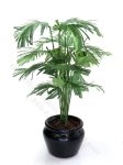 Miniature Potted Parlour Palm by Mini Creations by Judy (image for) Miniature Potted Parlour Palm by Mini Creations by Judy