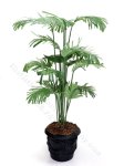 Miniature Potted Parlour Palm by Mini Creations by Judy (image for) Miniature Potted Parlour Palm by Mini Creations by Judy