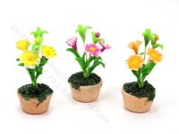 Miniature Dianthus Flowers in Terracotta Pot (image for) Miniature Dianthus Flowers in Terracotta Pot