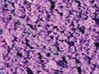 Miniature Loose Violet Blossoms for Dollhouse (image for) Miniature Loose Violet Blossoms for Dollhouse