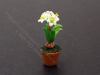 Miniature White Amaryllis Flowers in Terracotta Pot (image for) Miniature White Amaryllis Flowers in Terracotta Pot