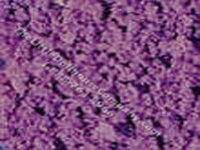 Miniature Purple Loose Blossom Flocking for Dollhouses (image for) Miniature Purple Loose Blossom Flocking for Dollhouses