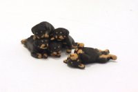 Miniature Rottweiler 5 Puppy Litter by Karl Blindheim (image for) Miniature Rottweiler 5 Puppy Litter by Karl Blindheim