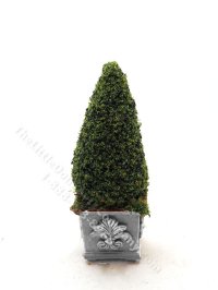 Miniature 4" Topiary in Square Light Grey Base for Dollhouses (image for) Miniature 4" Topiary in Square Light Grey Base for Dollhouses